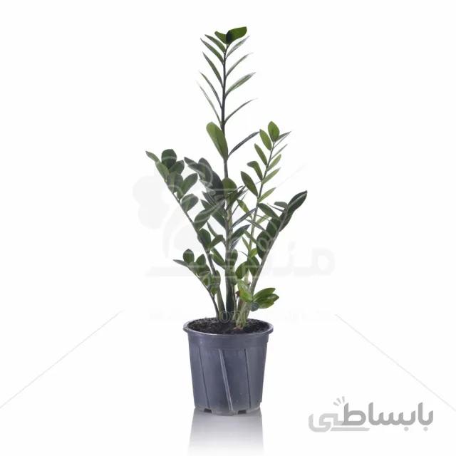 گیاه آپارتمانی زاموفیلیا