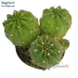 کاکتوس لوبیویا عمده فروشی