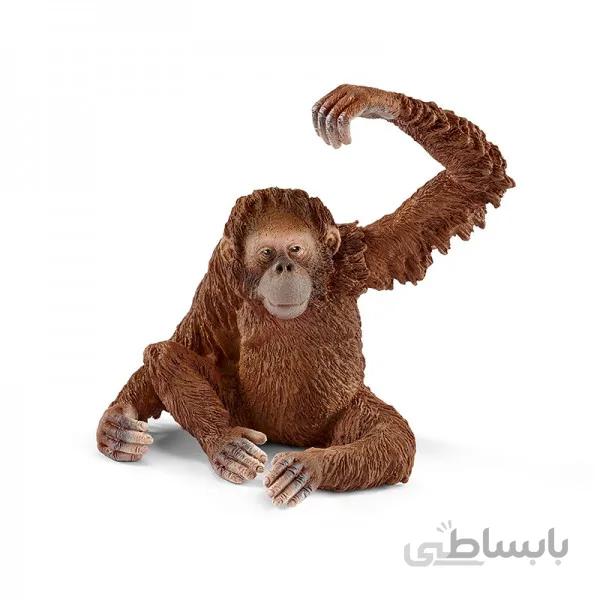 اورانگوتان ماده اشلایش 14775