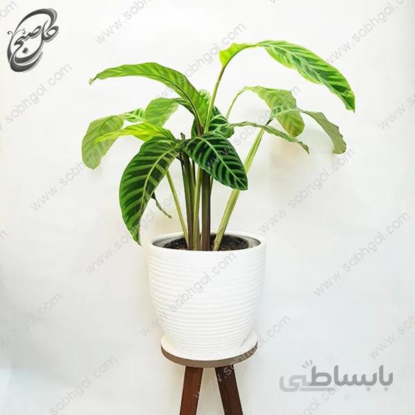 سفارش گل آنلاین – مارانتا زبرا بزرگ و پر – طرح M-051
