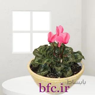 سیکلمن