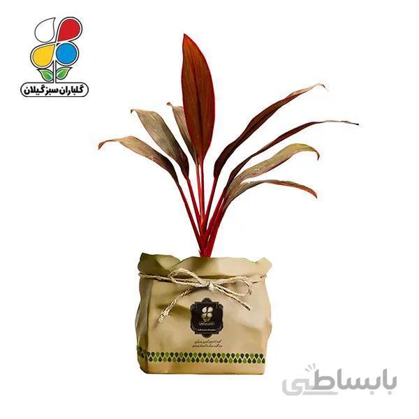 گیاه طبیعی آگلونما قرمز گلباران سبز گیلان مدل GN12-26GK