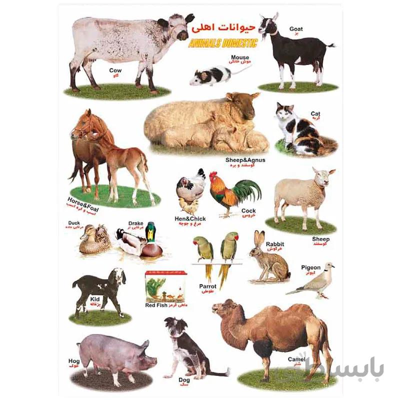برچسب آموزشی حیوانات اهلی