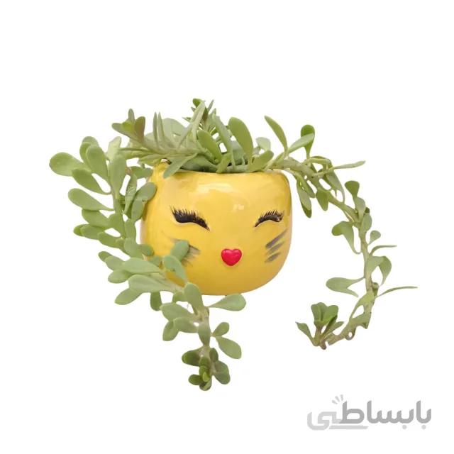 ساکولنت کراسولا سبز در گلدان گلچهره ارتفاع 9 سانتی متر