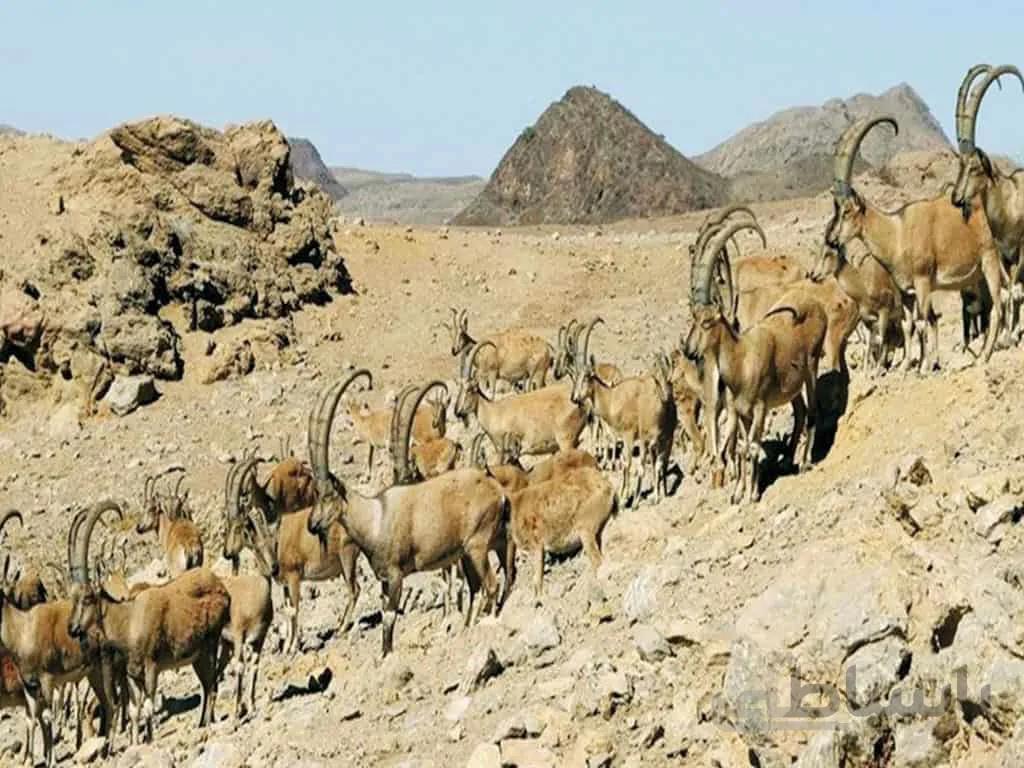 منطقه حفاظت شده موته