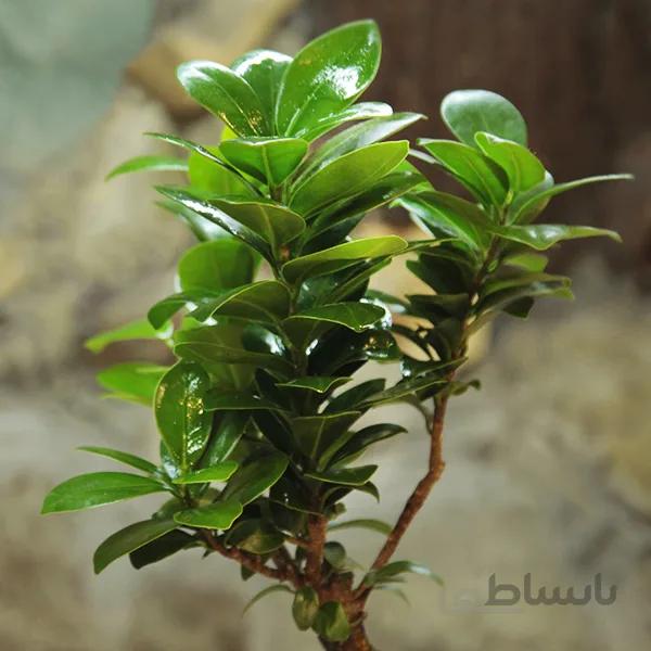 بونسای جینسینگ