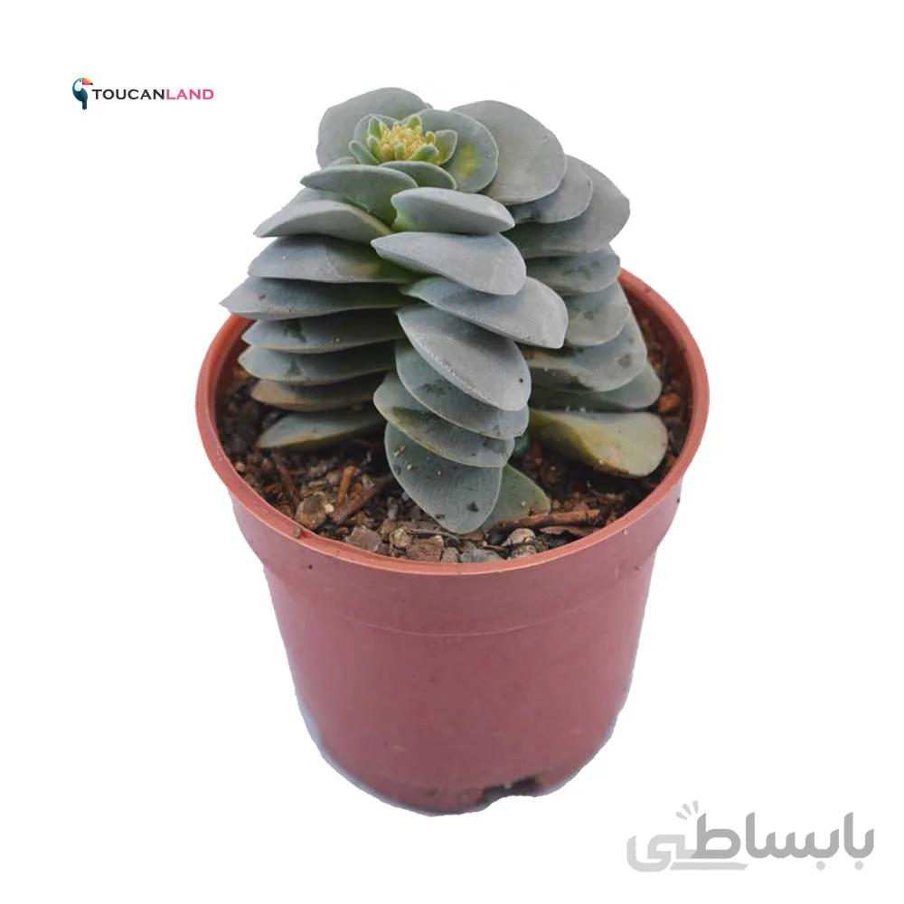 کراسولا مورگانز بیوتی