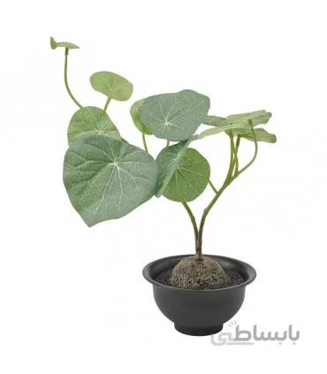 بوته گیاه استفانیا ایکیا مدل FEJKA