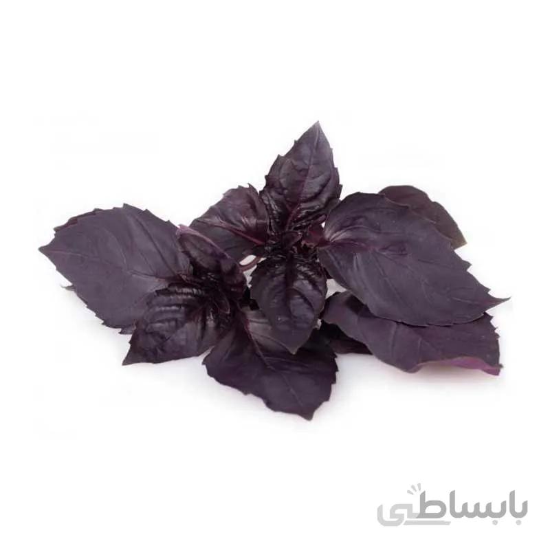 بذر ریحان بنفش