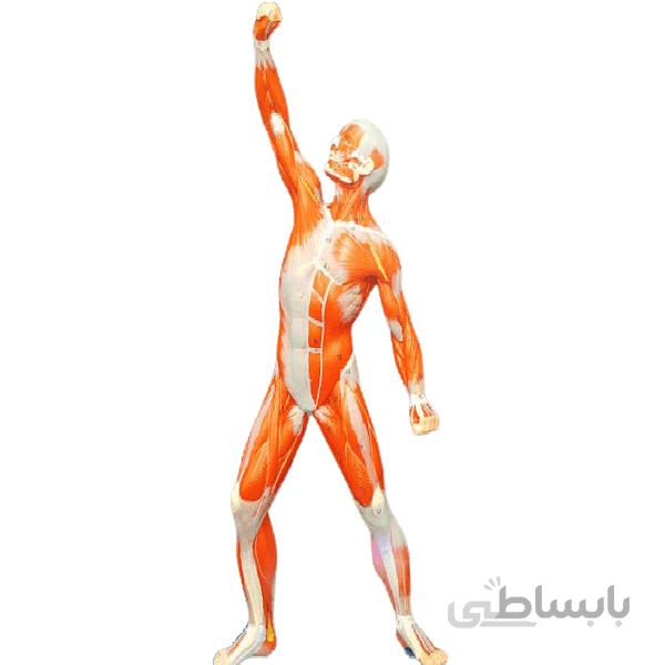 مولاژ عضلات 1/3 فیگور