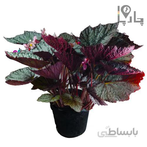 گیاه آپارتمانی بگونیا رکس بال اژدها