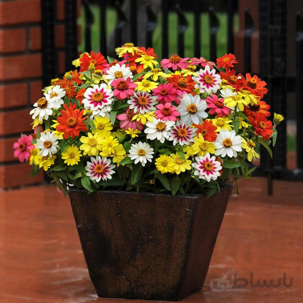 بذر گل آهار مکزیکی الوان