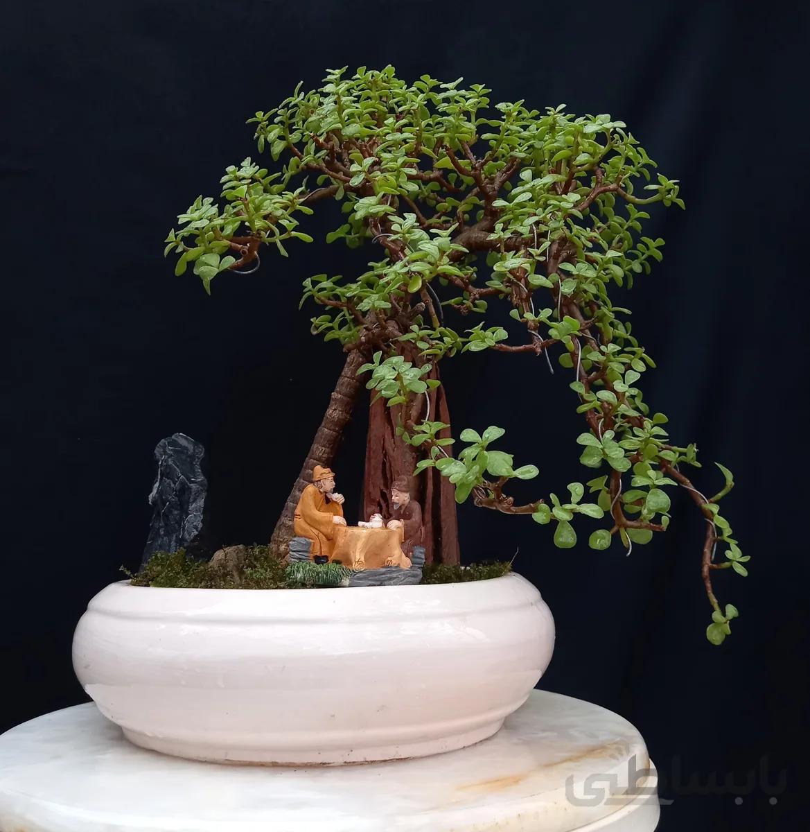 بنسای(بونسای) پرتولاکاریا (کراسولا خرفه) ا Pertolacaria bonsai