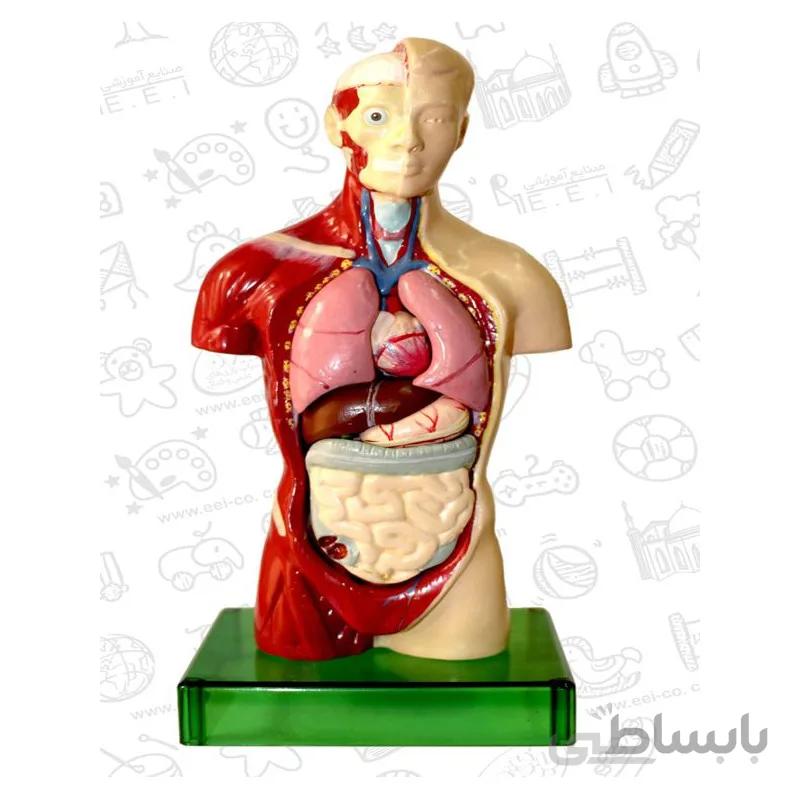 مولاژ آناتومی نیمتنه بدن انسان ۱/۵ اندازه طبیعی