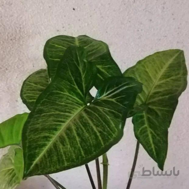 سینگینیوم پودوفیلوم