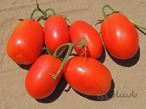 بذر گوجه فرنگی ریوگراند بسته ۵۰ عددی