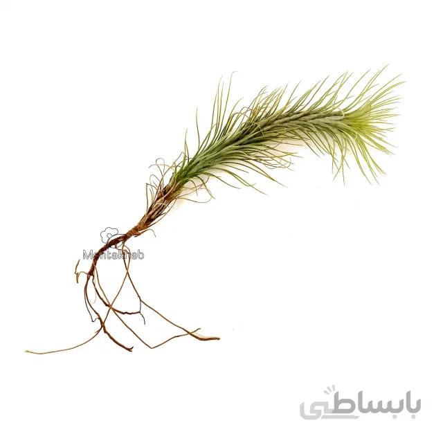 گیاه هوازی تیلاندسیا فان کیانا