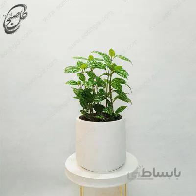سفارش گل آنلاین – پیله آ نقره ای طرح P-019