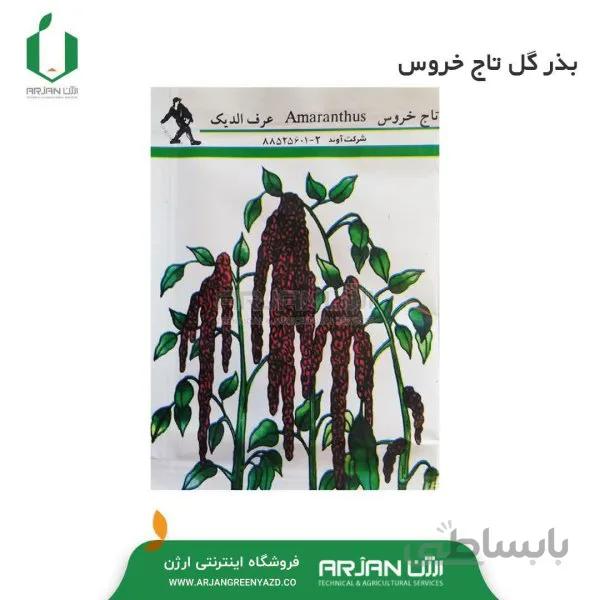 بذر گل تاج خروس