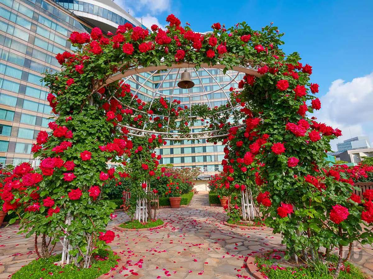 بذر رز رونده قرمز معطر هلندی ( کمیاب )