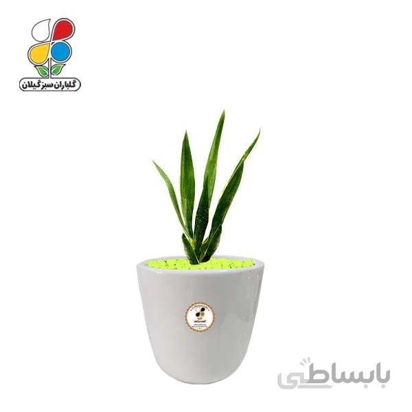 گیاه طبیعی سانسوریا لب طلایی کوچک