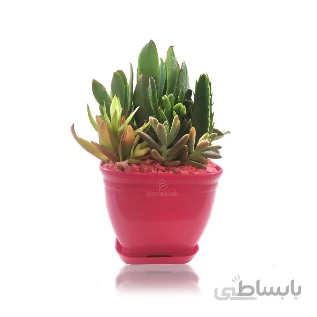 مجموعه ساکولنت در گلدان پلاستیکی ارتفاع 17 سانتی متر