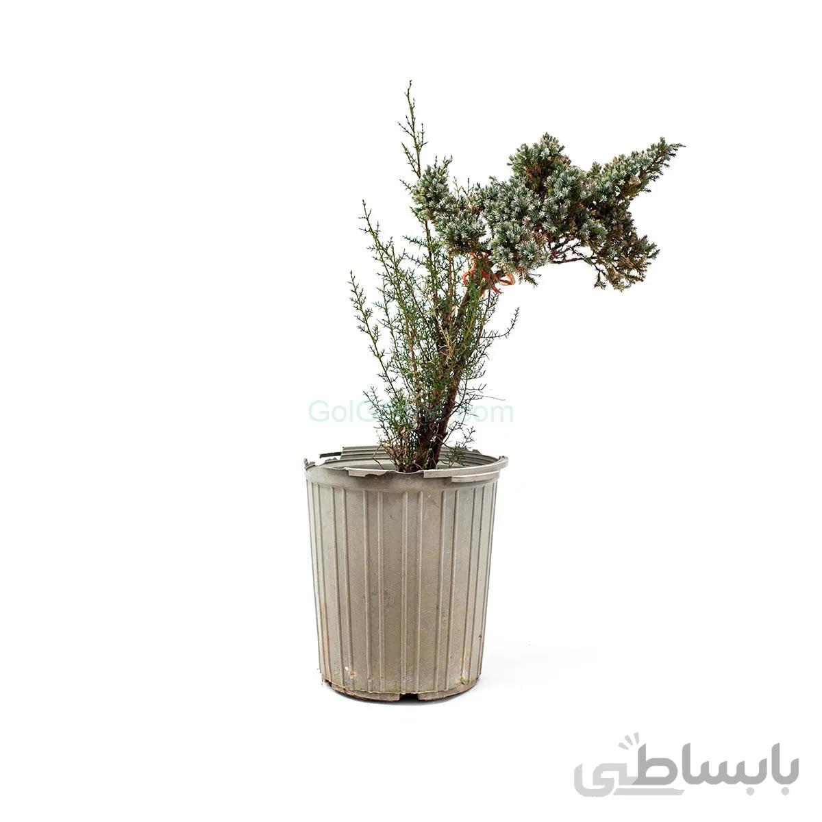 درختچه کاج اطلسی | سایز متوسط