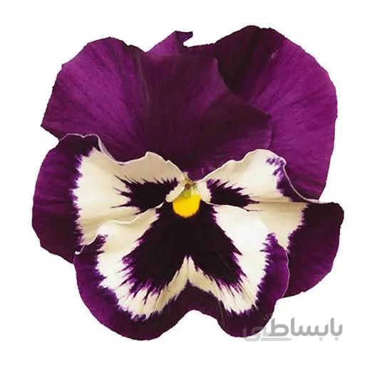 بذر بنفشه بنفش