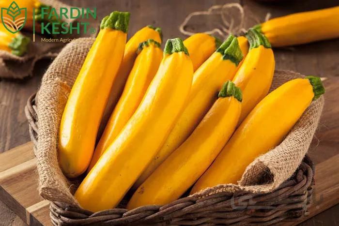 بذر کدو خورشتی زرد طلایی استاندارد بسته 20 عددی