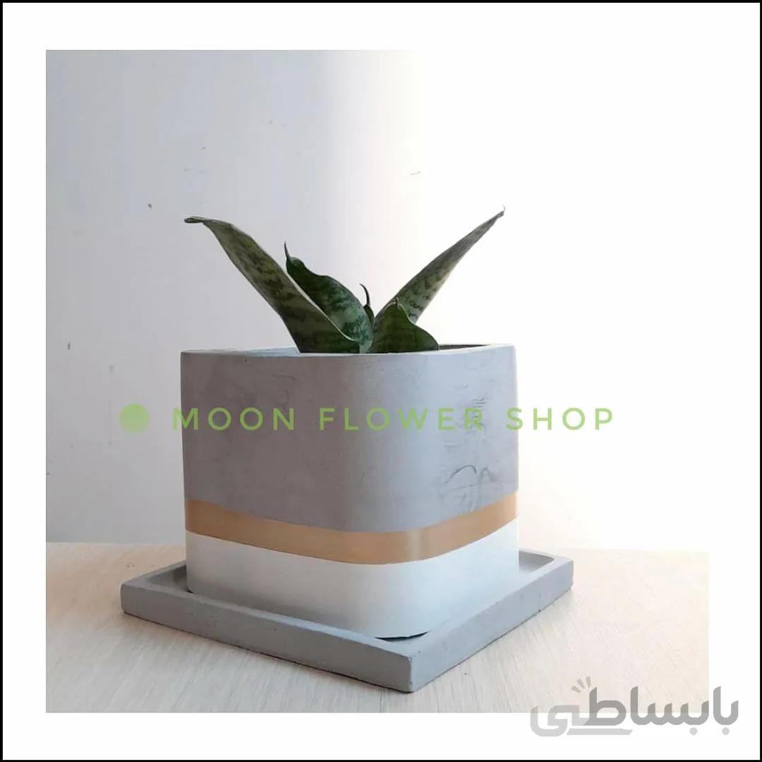 سانسوریا پاکوتاه سبز همراه با گلدان مکعب ا Sanseveria with concrete vase