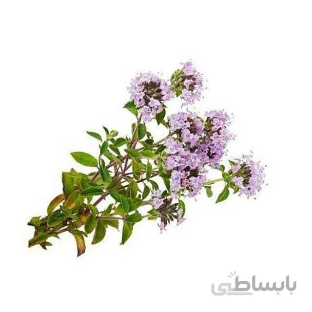 بذر گیاه آویشن باغی