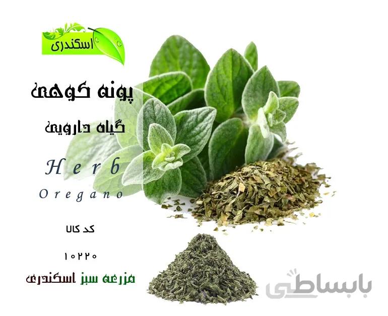 پونه کوهی