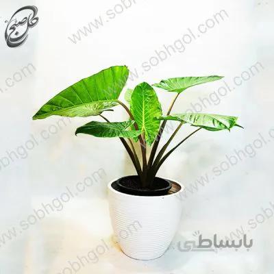 بابا آدم طرح E017 ( ارسال گل رایگان )