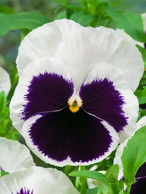 بذر گل بنفشه خوراکی تزئینی سفید خالدار بسته 300 عددی