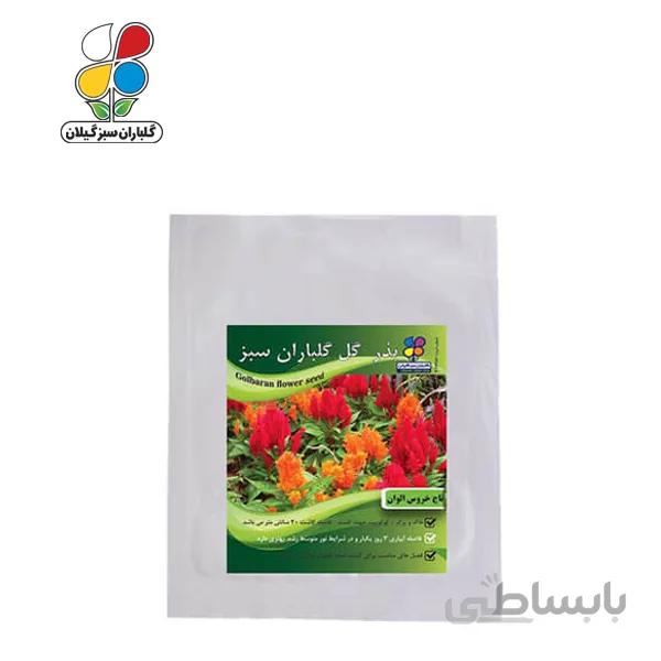 ( بسته 24 عددی ) بذر گل تاج خروس الوان بسته بندی بزرگ