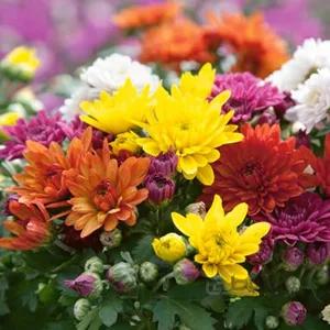 بذر گل داوودی الوان