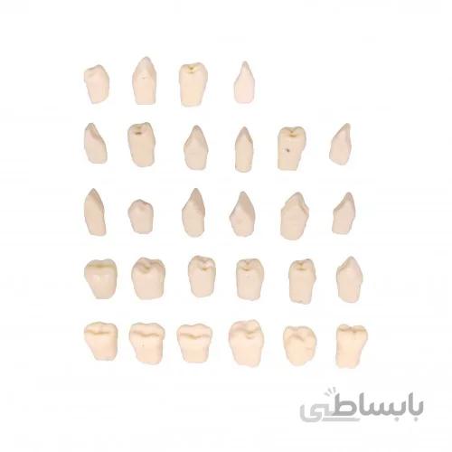 دنتیک 28 عددی