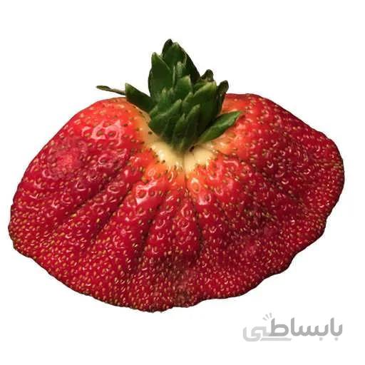 بذر توت فرنگی خیلی بزرگ