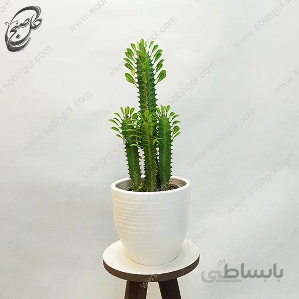سفارش گل آنلاین – افوربیا تریگونا سبز طرح E-030