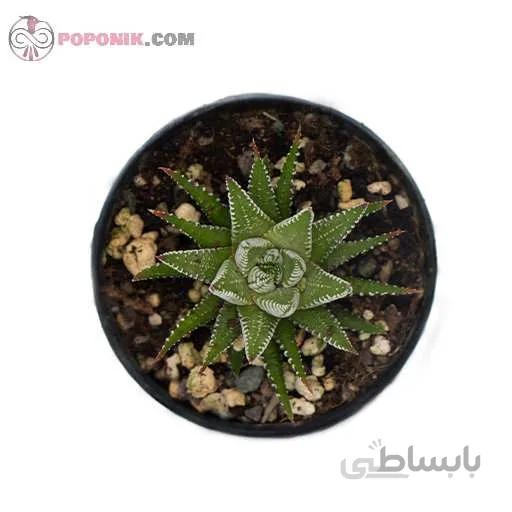 کاکتوس هاورتیا گوره خری (آتنواتا)