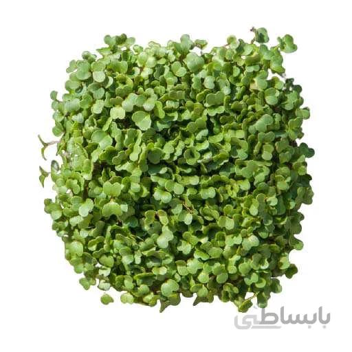 بذر میکروگرین شلغم