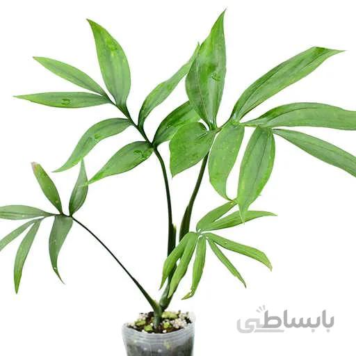 بذر برگ انجیری کنتیایی