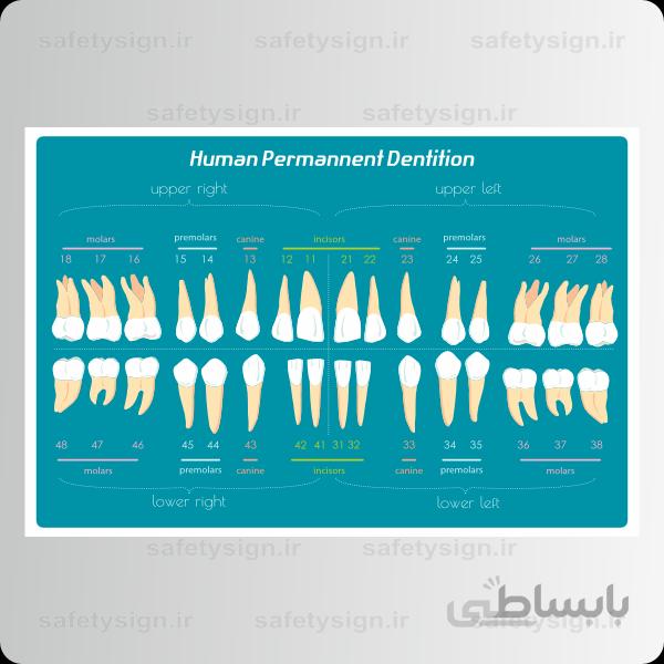 4501 – آناتومی بدن – دندان