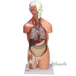 مولاژ نیم تنه انسان 1/2 اندازه طبیعی 14004