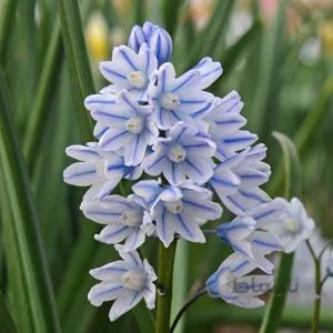 بذر گل striped squill بسته 1000 عددی