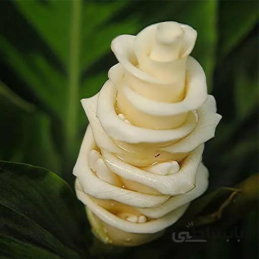 بذر گل کالاتیا