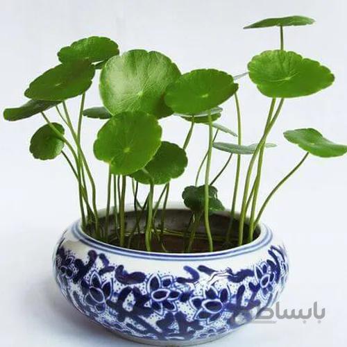 ریزوم هیدروکوتیل 10 عددی