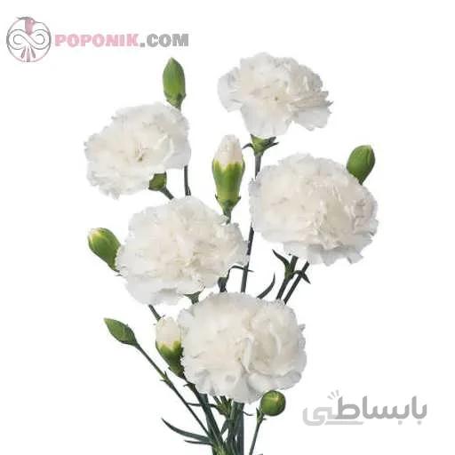 بذر گل میخک سفید