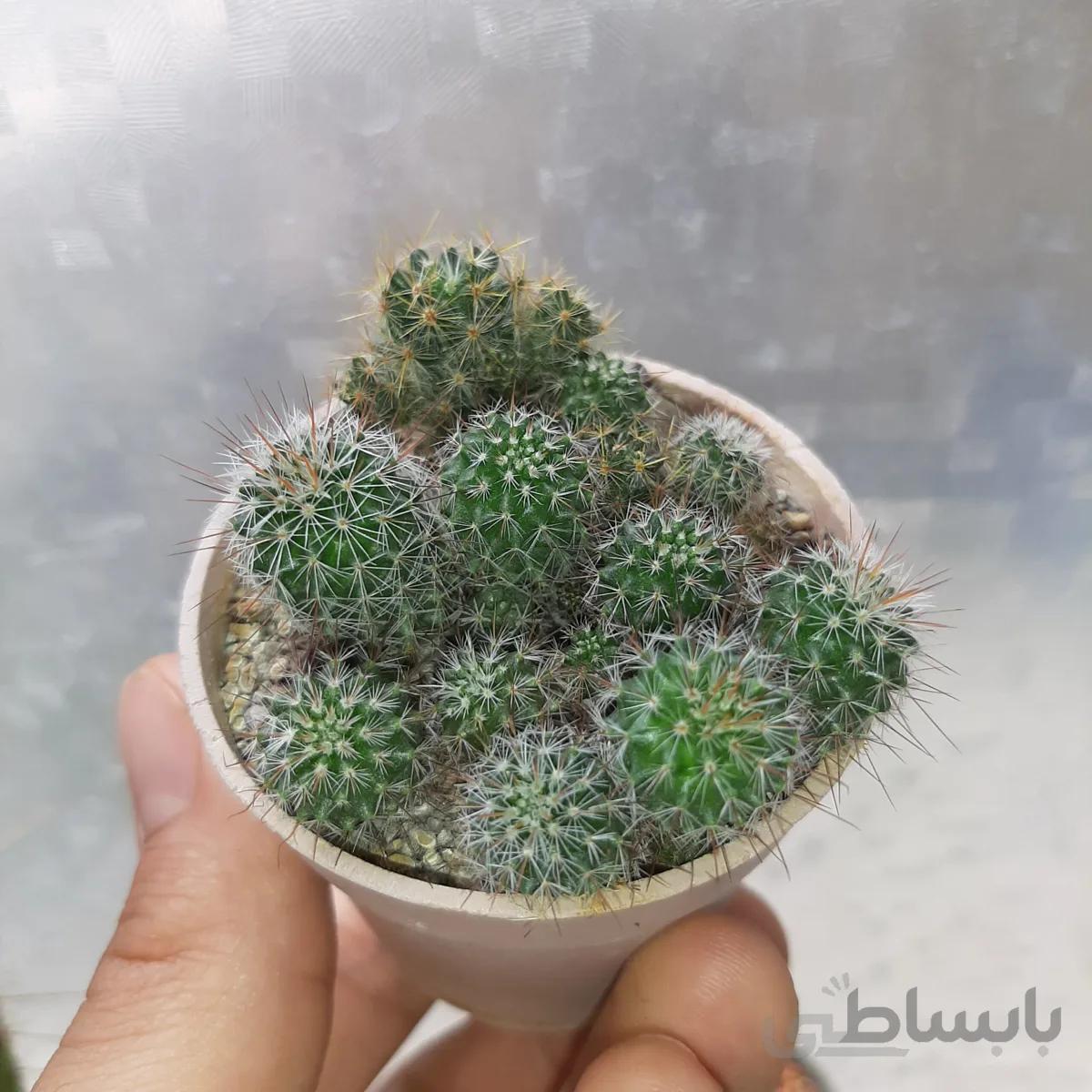 خزانه بذری مامیلاریا میکس بسیار با کیفیت