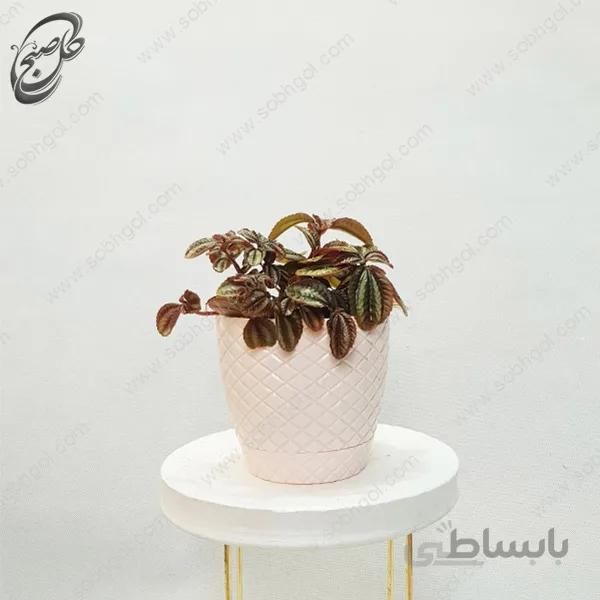 سفارش گل آنلاین – گل قاشقی-پپرومیا کاپراتا طرح P-014